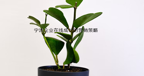 宁波企业在线成长的营销策略